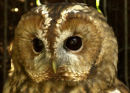 Hoot Hoot