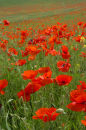Poppy fields