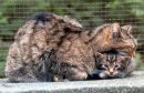 Wild cat born in Wildwood