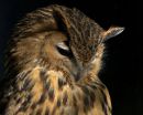 European_Eagle_Owl_1