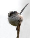Long-tailed Tit