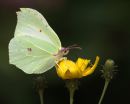 Brimstone_Butterfly