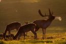 Fallow_Deer_in_Autumn