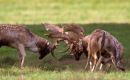 Rutting_Fallow_Deer
