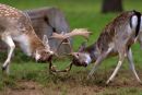Rutting_Fallow_Deer