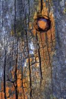 Old_Oak_and _Iron_2