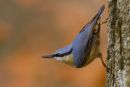 Nuthatch