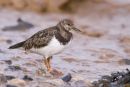 Turnstone