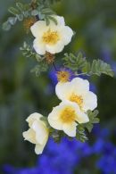 Morning_Garden_Walk