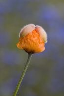 Orange_Poppy