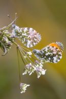 Male_Orange-tip_Butterflies