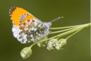 Orange_Tip_Butterfly