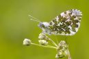 Male_Orange_Tip_Butterfly