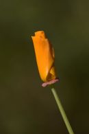 Orange_Poppy