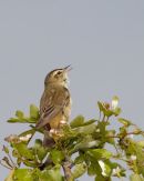 Sedge_Warbler
