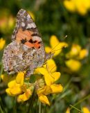 Painted_Lady