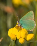 Green_Hairstreak