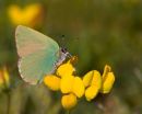 Green_Hairstreak