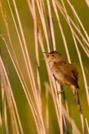 Reed_Warbler