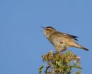 Sedge_Warbler