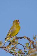 Greenfinch