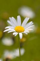 Oxeye_Daisy