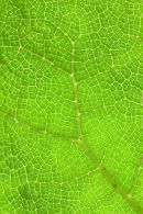 Gunnera