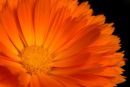 Gerbera