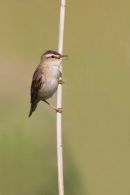 Sedge_Warbler