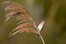 Sedge_Warbler