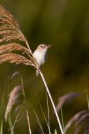 Sedge_Warbler