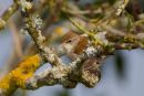 Cetti's_Warbler