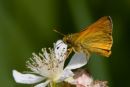Large_Skipper