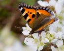 Small_Tortoise_Shell