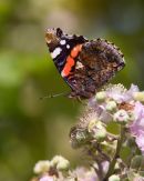 Red_Admiral_Butterfly