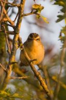 Sedge_Warbler