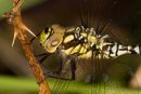 Southern_Hawker_Dragonfly