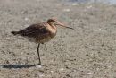 Godwit