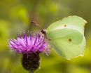 Brimstone