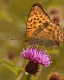Silver-washed_Fritillary