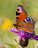 Peacock_Butterfly