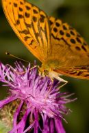Silver-washed_Fritillary