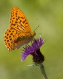 Silver_washed_Fritillary
