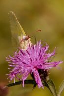 Brimstone_Butterfly