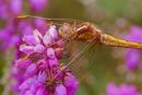 Keeled_Skimmer