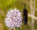 Six_Spot_Burnet_Moth