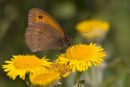 Meadow_Brown_Butterfly