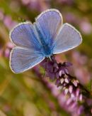 Common_Blue_Butterfly