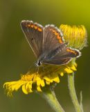 Common_Blue_Butterfly