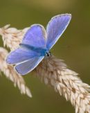 Common_Blue_Butterfly